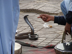 Snake charmer